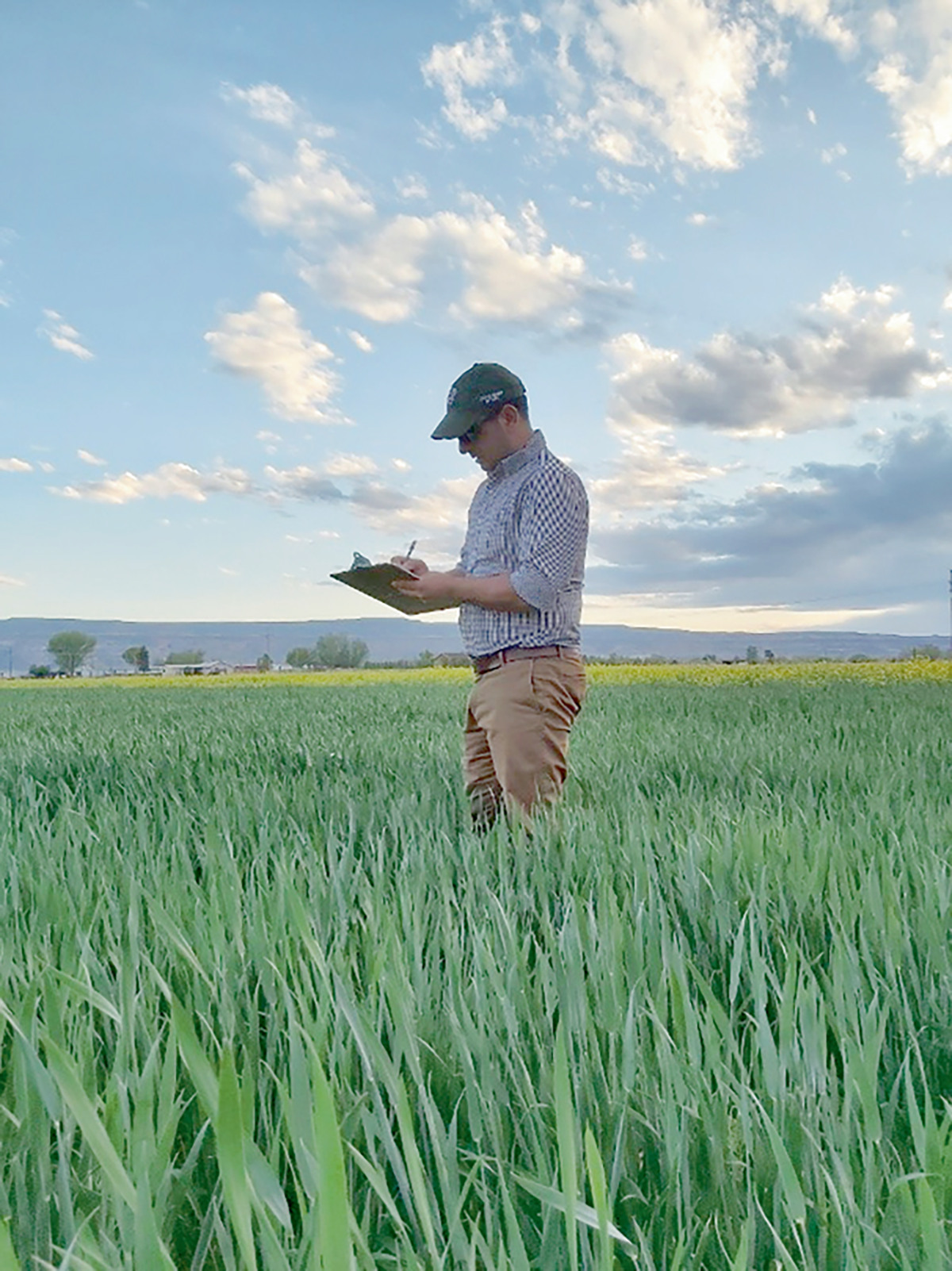 Lead author Reza Keshavarz taking note of wheat growth stage. Photo courtesy of Reza Keshavarz.