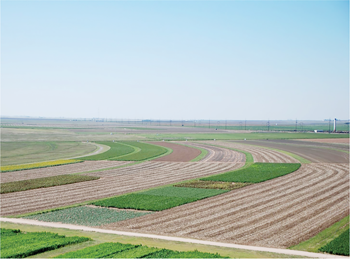 The combination of watersheds in the wheat–sorghum–fallow rotation (WSF) to provide runoff for intensively cropped level-bench terrace fields (foreground) and comparisons of paired stubble mulch or no-tillage of the WSF rotation (background) are examples of water capture and conservation research.