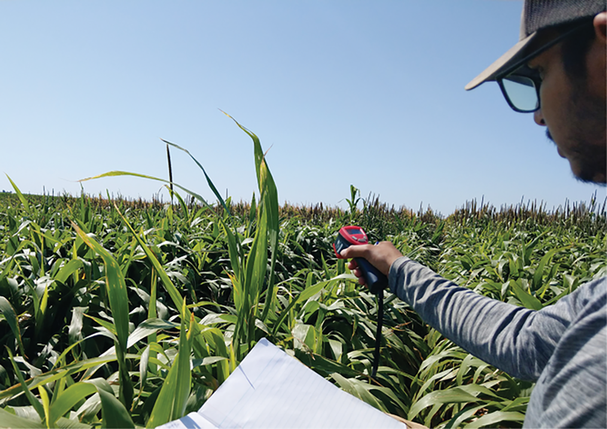 Bishwoyog Bhattarai, a graduate student in Dr. Sukhbir Singh’s lab at Texas Tech University, measuring the canopy temperature using the infrared thermometer. Photo by Sukhbir Singh.