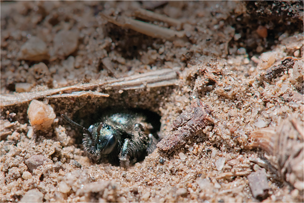 This sweat bee in the genus Dufourea is emerging from its nest in the sand. This bee is a specialist forager on snowberry. Photo by L.R. Best, Taxonomist, Oregon Bee Atlas, OSU.