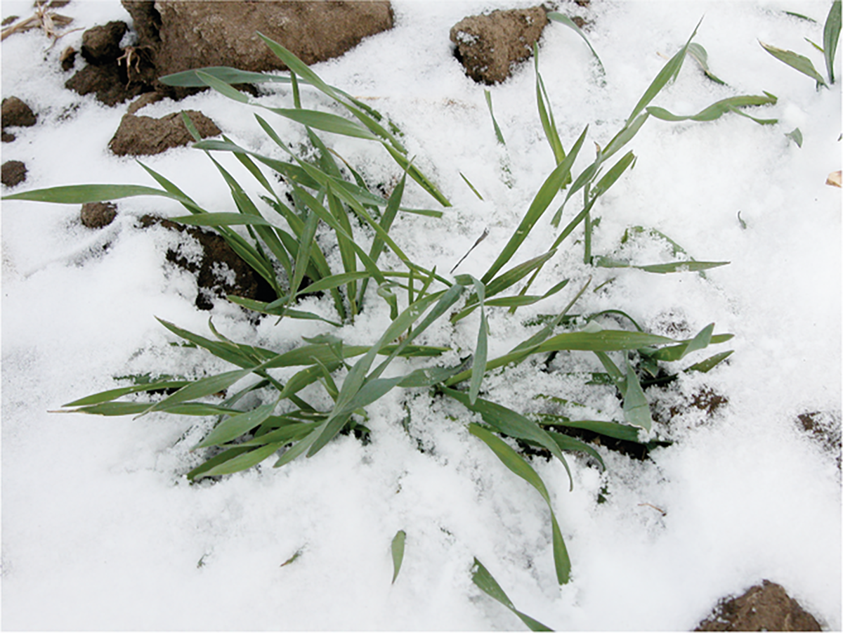 A strong photoperiod requirement allows a low-temperature-tolerant spring wheat to survive western Canadian winters. Photo courtesy of Brian Fowler.