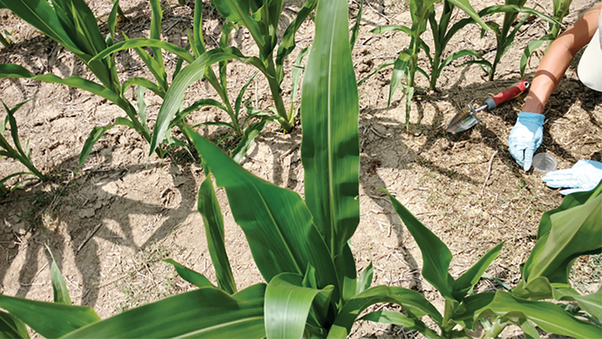 A close-up of a student working in an experimental plot in the field. Photo by Michael Weintraub.