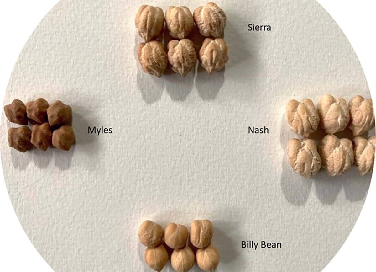 Different chickpea varieties and their disease reactions. Sierra, a kabuli variety, is the most popular chickpea grown in the U.S. and is susceptible to Pythium disease. Nash is an extra-large kabuli variety that is disease susceptible. Billy Bean is a popular small kabuli variety that is commonly used for making hummus and is also disease susceptible. Myles is a desi variety that is resistant to Pythium disease. Photo by George Vandemark.