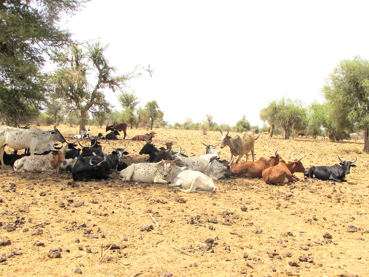 Current collection and storage of animal manure from open parks results in nitrogen losses and hence low nitrogen fertilizer value for crops. Photo by O. Y. A. Traoré.