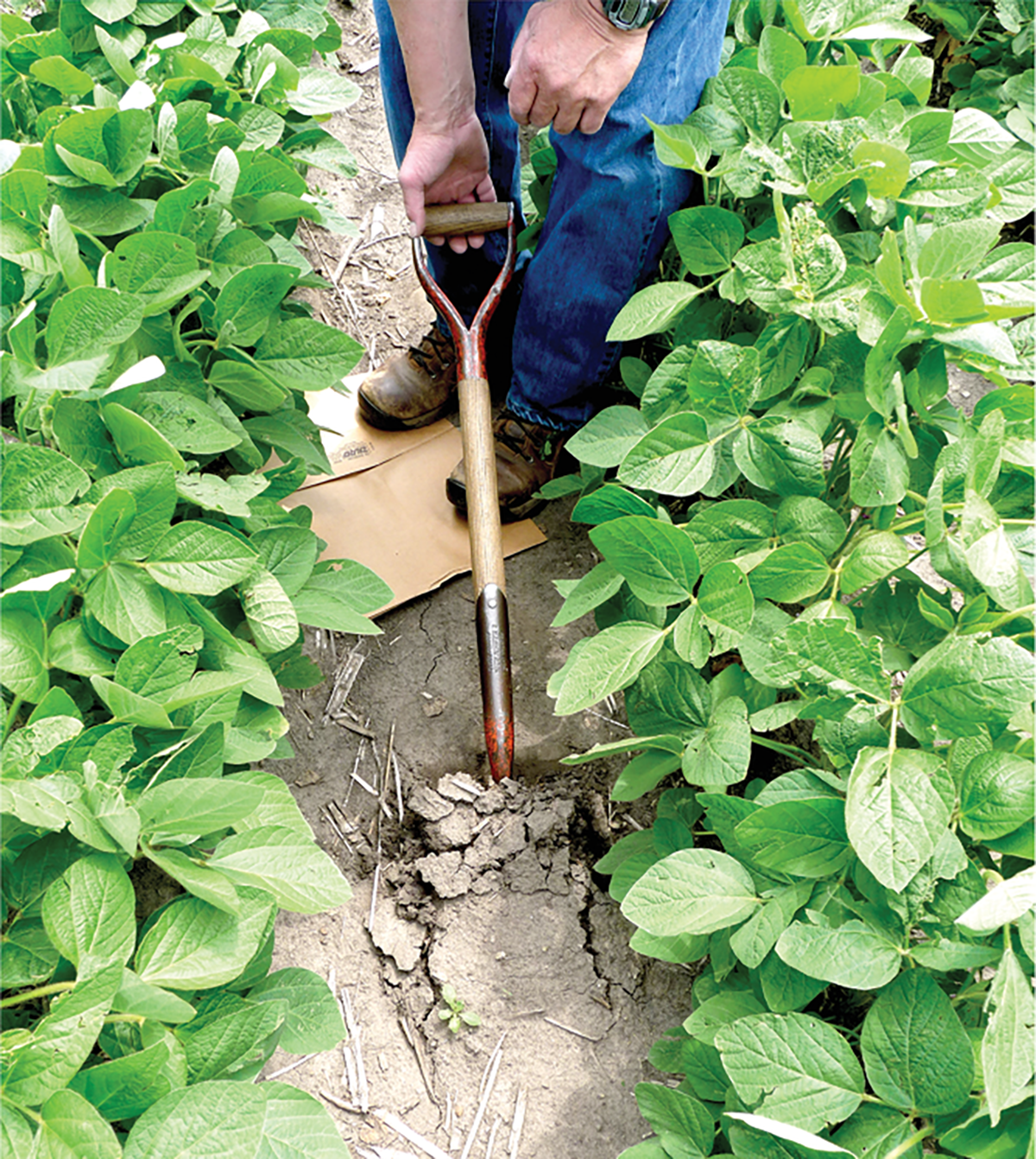 Collecting surface soil for determining wet aggregate stability from soybeans in a field with little surface residue. Photo courtesy of USDA-ARS.