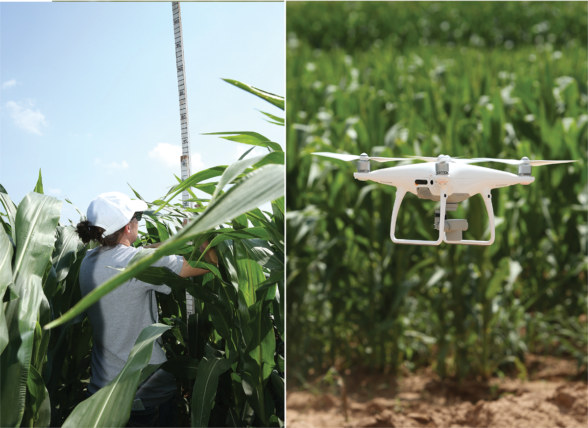 Left: Measuring corn height by hand. Right: Capturing imagery with a drone to extract plant height. Photos by Beth Ann Luedeker, Texas A&M Department of Soil and Crop Sciences.