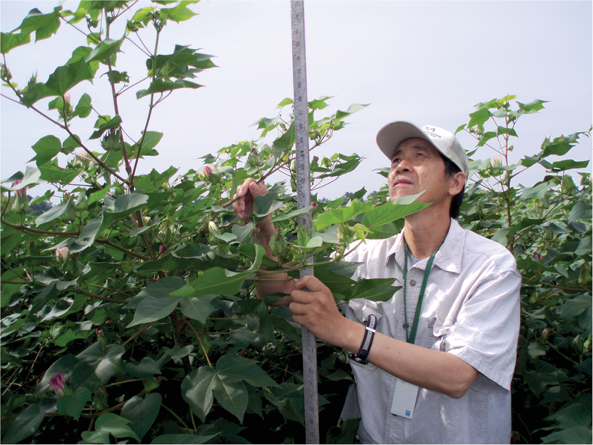 Lead author Linghe Zeng taking measurements of cotton germplasm lines. Photo courtesy of Linghe Zeng.