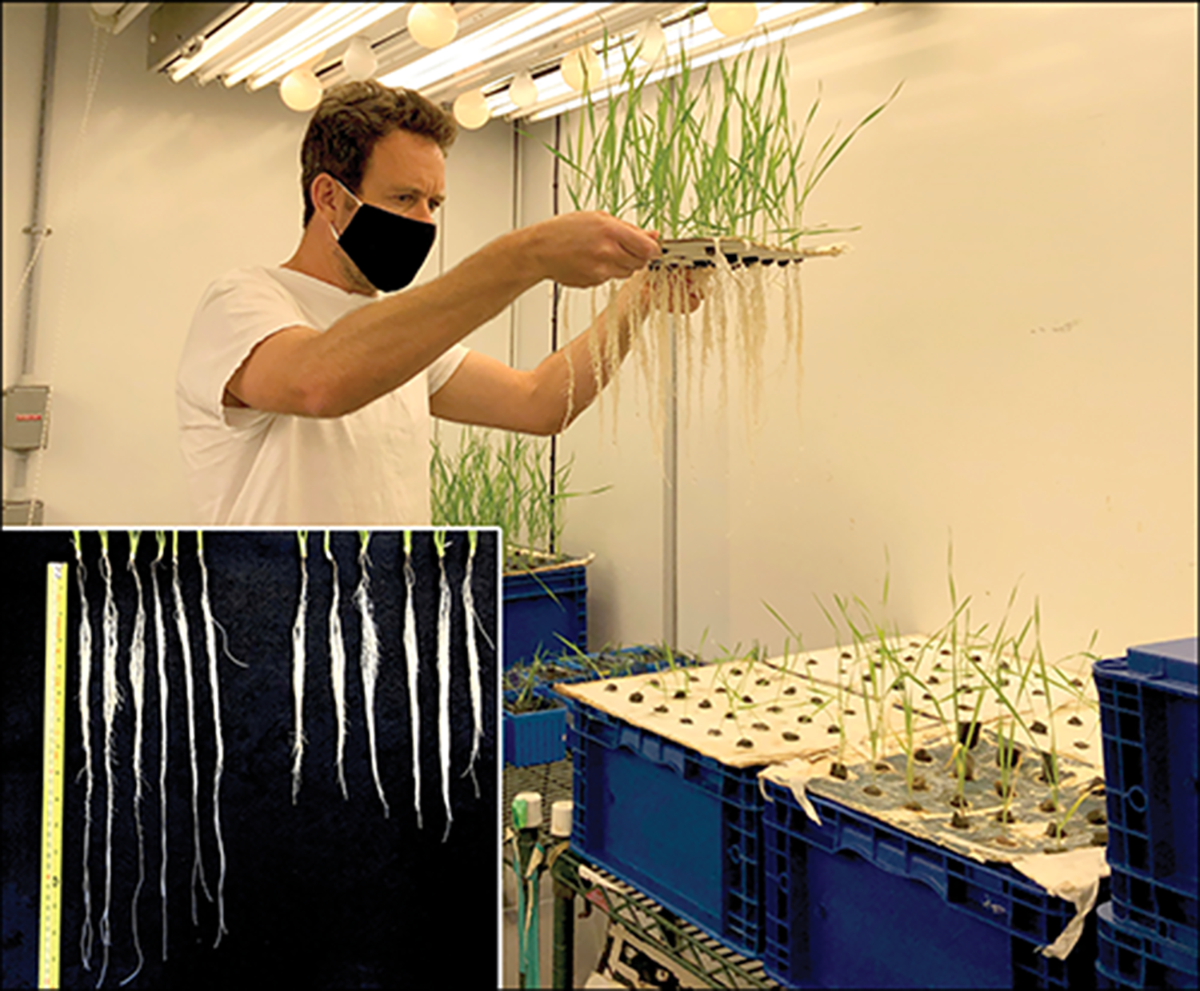 First author Gilad Gabay evaluating wheat root architecture in a growth chamber at UC-Davis. Inset: Wheat plants with long roots indicate non-duplicated genes while short-root plants indicate duplicated genes. Photo by Gilad Gabay.