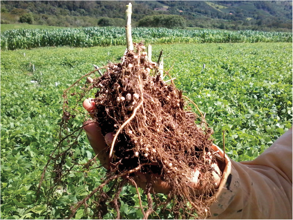 Common bean roots collected in field experiments showing large amounts of nodules. Photo by Damiany Pádua Oliveira.