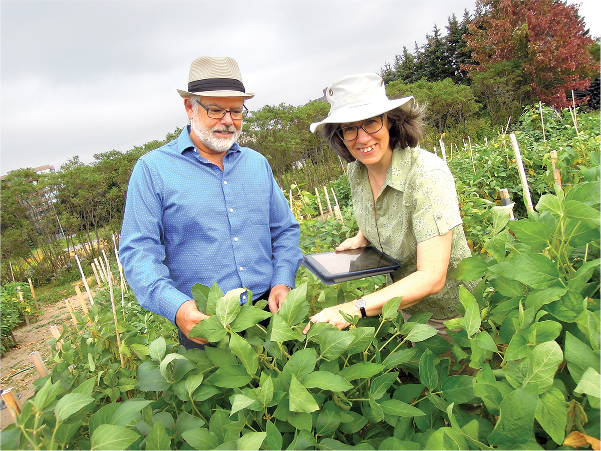 Soybean genomicists and co-authors of the Crop Science article Martine Jean (right) and François Belzile are working with Canadian soybean breeders to assist in the identification of the most promising combinations of parents to maximize yield potential within the different maturity groups grown in Canada. Photo by Caroline Labbé.