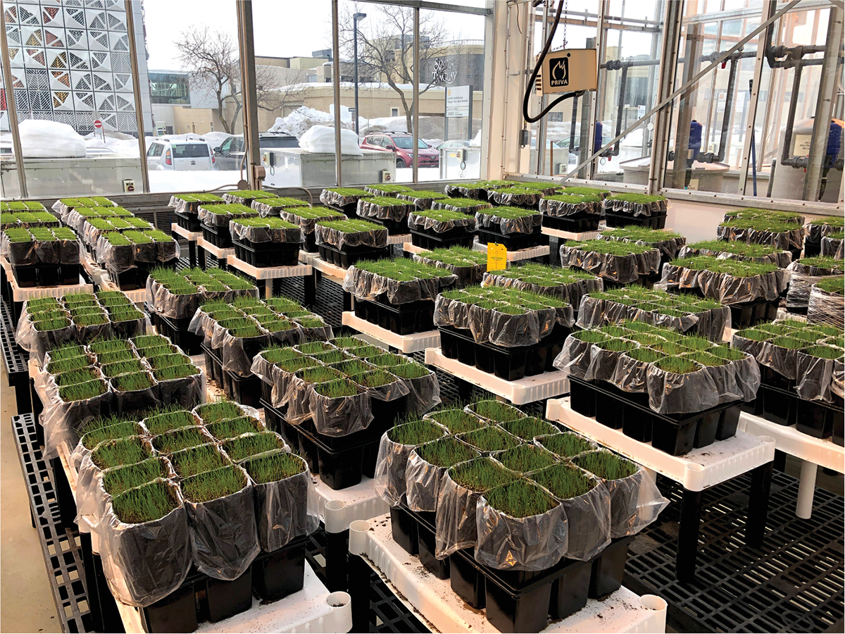In this greenhouse experiment, researchers evaluated more than 80 combinations of N sources, rates, and application frequencies on three soil types in order to identify the best treatments resulting in high quality turf and low nitrate-N losses. Photo by Guillaume Grégoire.