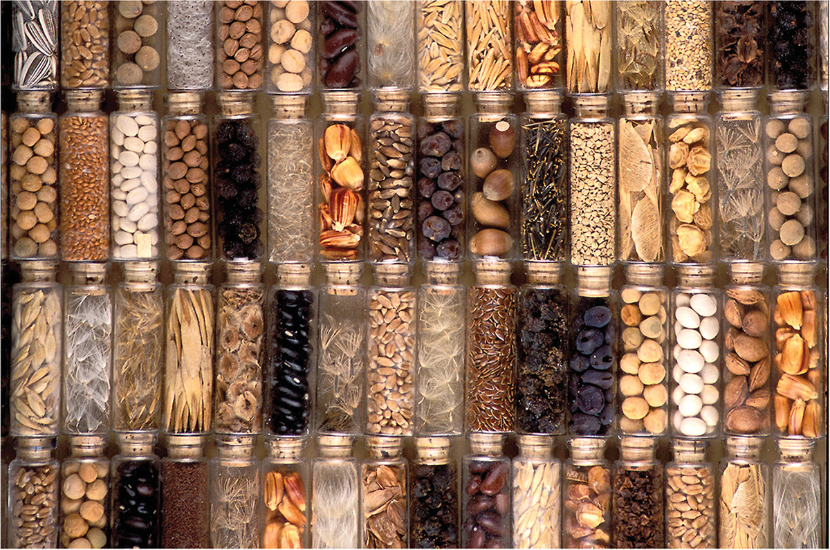 Seeds at the National Center for Genetic Resources Preservation in Ft. Collins, CO are safeguarded in a 0°F storage vault. Photo by Steve Ausmus, USDA-ARS.