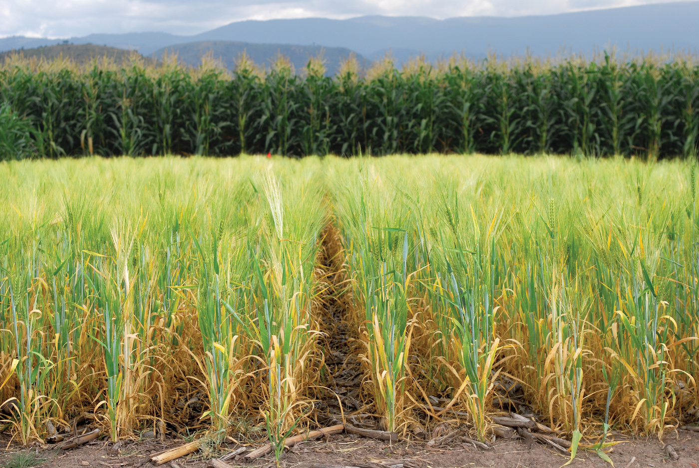 Barley on a long-term conservation agriculture trial plot at CIMMYT’s headquarters in El Batán, Mexico. Here, barley grows in rotation with maize, under zero tillage on the flat, with removal of wheat residues for fodder and retention of maize residues. Photo courtesy of CIMMYT/Flickr.