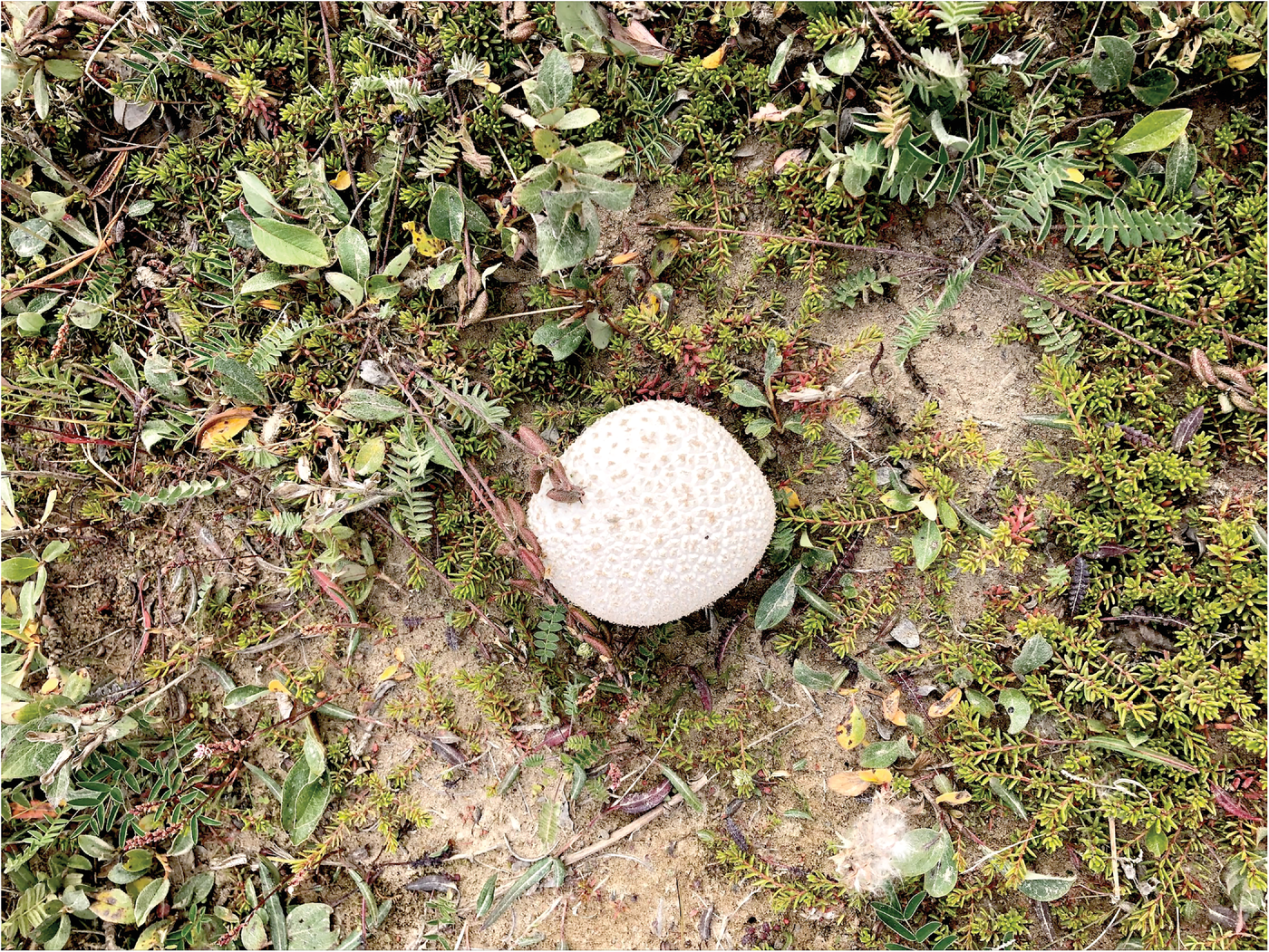 The puffball-type fungi sampled by the students in the Environmental Sampling and Analysis Training Program, with the help of Ryan Bergin, showed elevated levels of mercury concentrations compared with other plant and fungi species. Photo by Ryan Bergin.