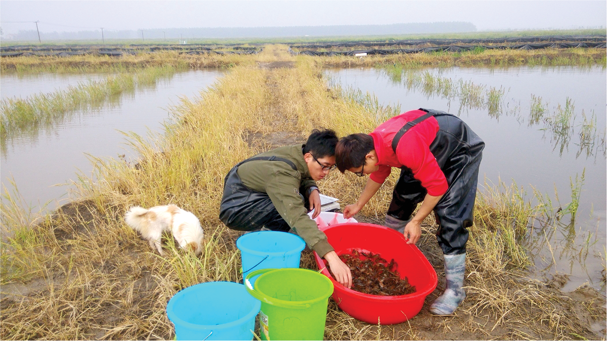 Researchers conducting crayfish fishing at the in Hubei province of China during the flooding period. Photo by Pengli Yuan.