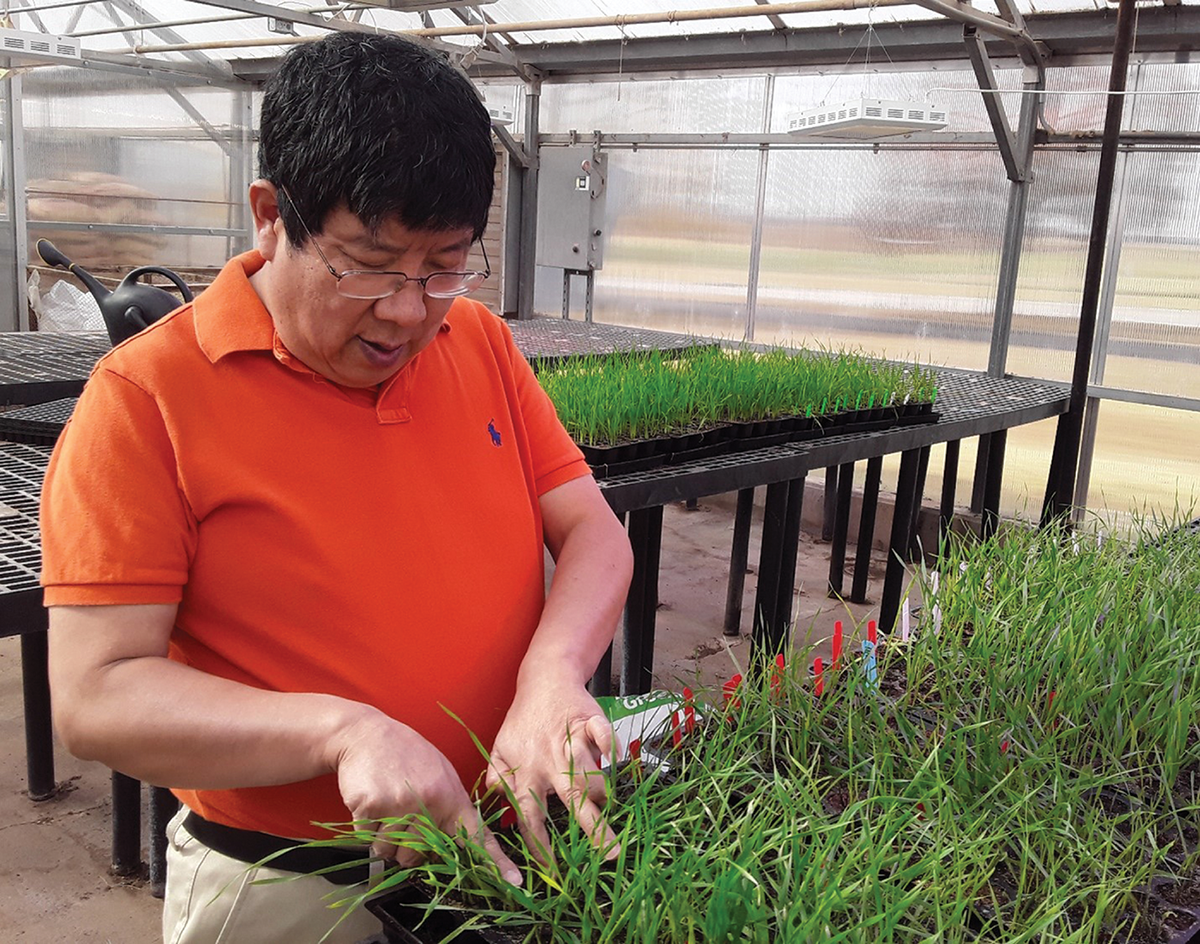 Dr. Xiangyang Xu, a USDA-ARS research geneticist, examines a greenbug infestation in wheat. Photo by Duanyu Zhang.