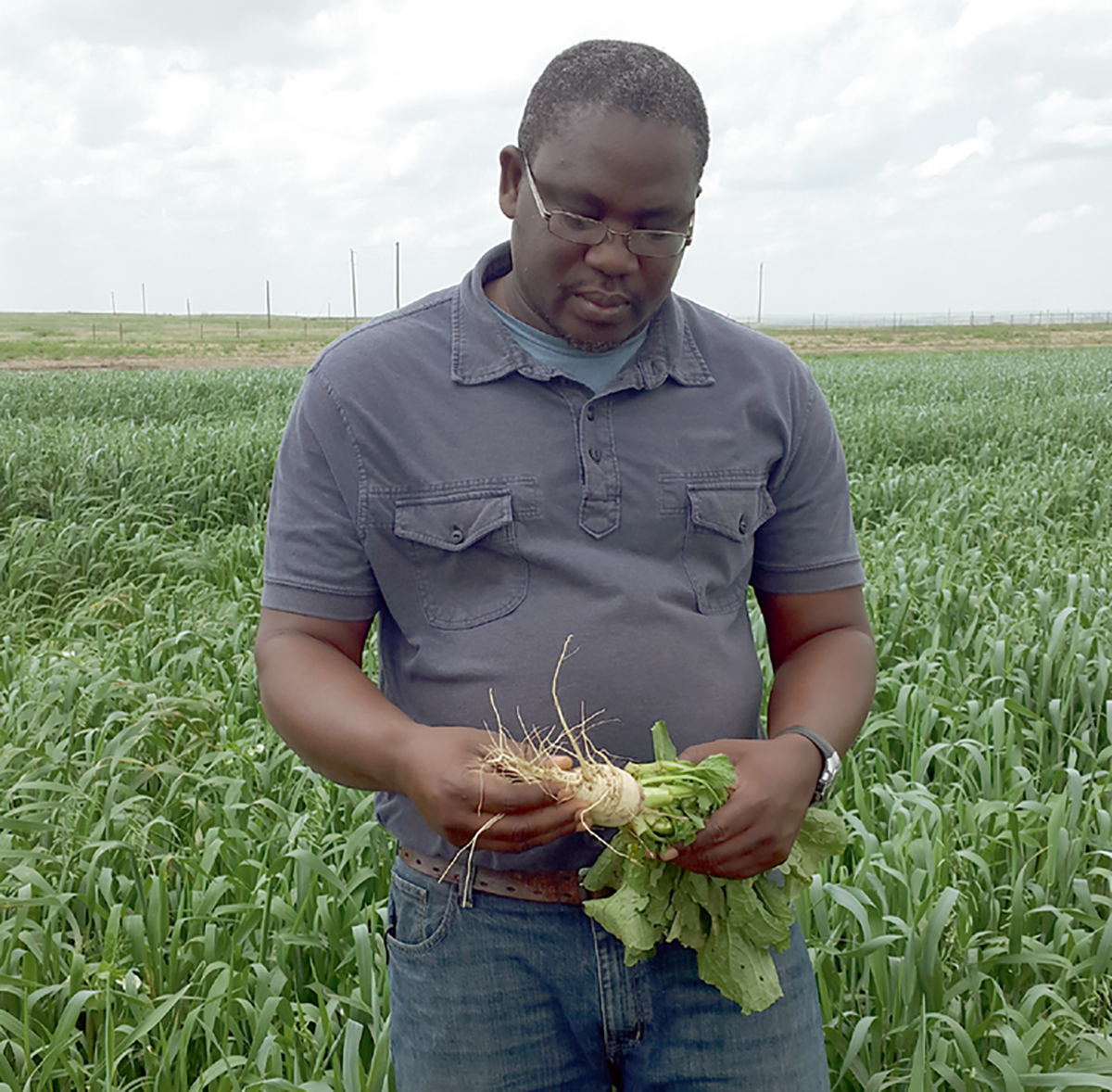 Dr. Augustine Obour observing a radish cover crop at the Kansas State HB Ranch. Photo courtesy of Augustine Obour.