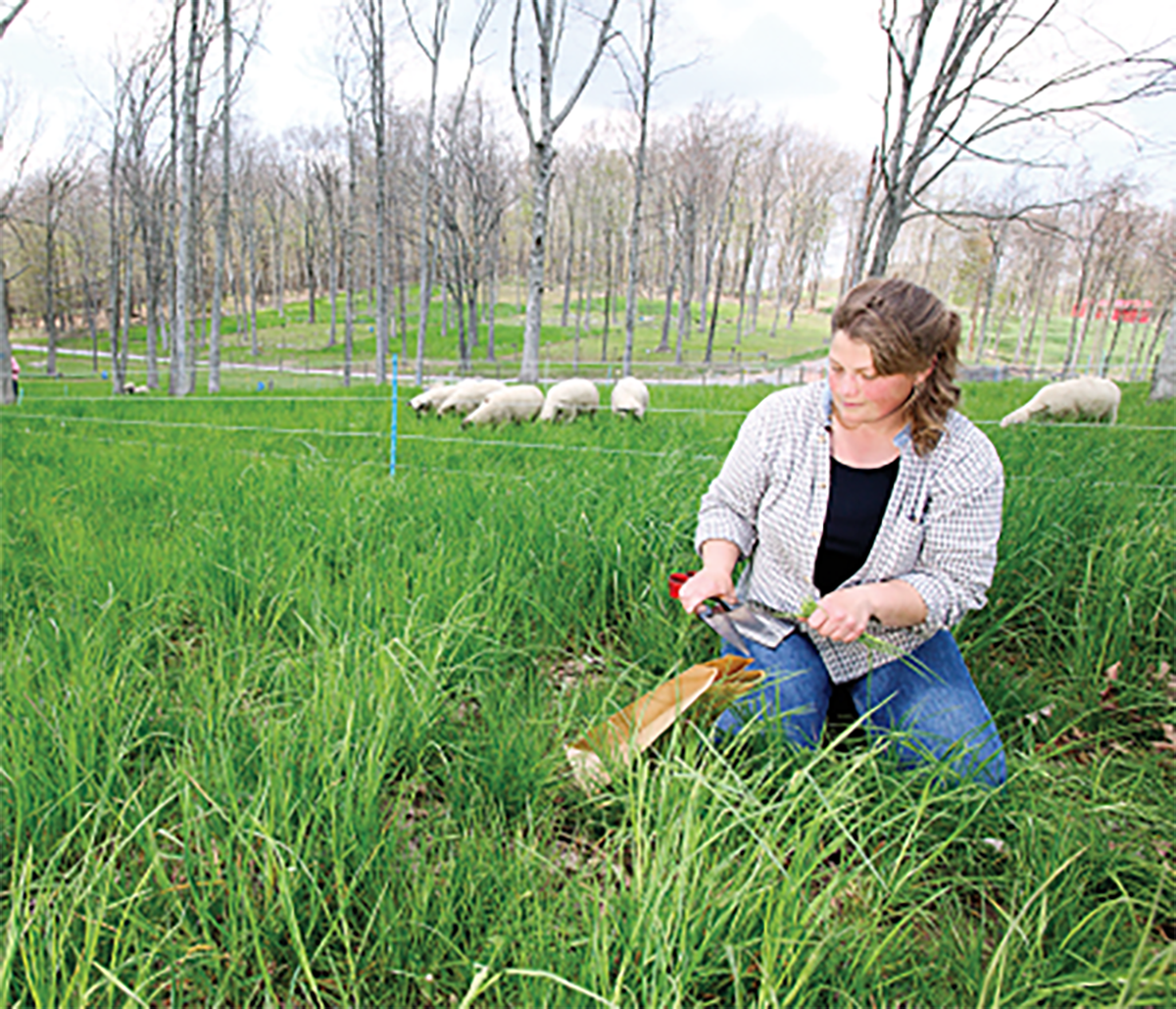 A researcher clipping forage samples for comparative nutrition evaluation. Photo by Stephen Ausmus (USDA-ARS).