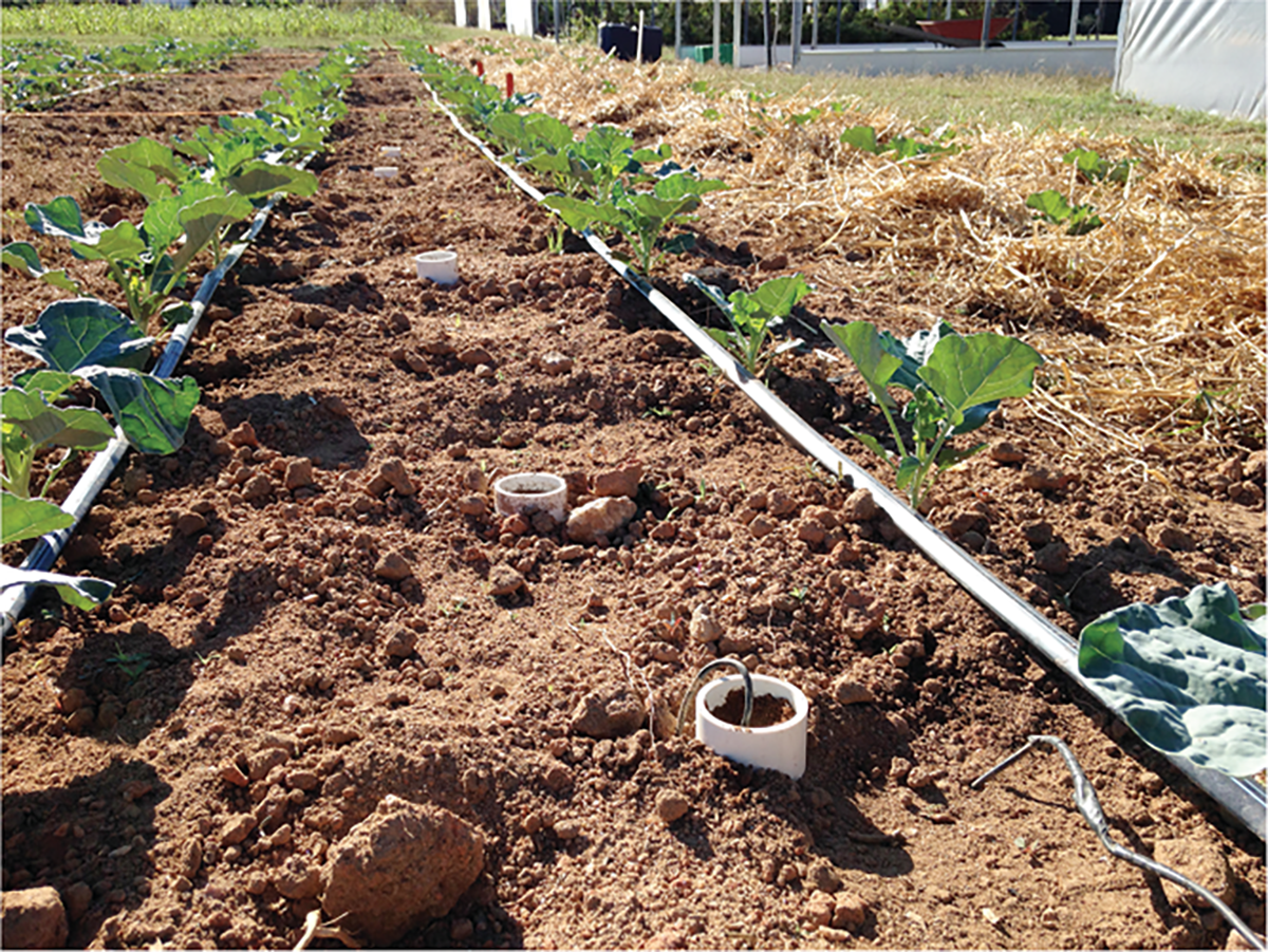 Researchers at the University of Georgia measured nitrogen mineralization under varying conditions in the field. Photo by Kate Cassity-Duffey.