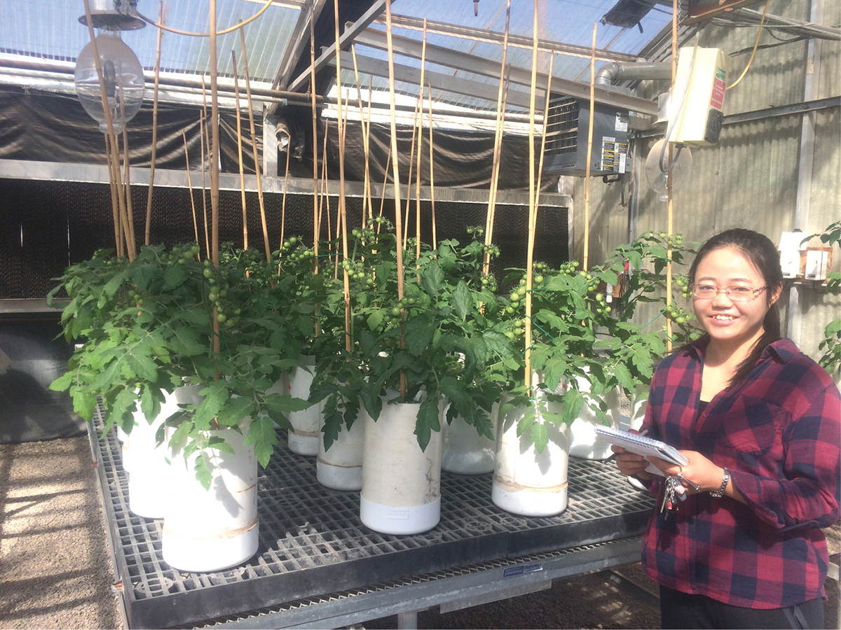 Hui Yang with experimental tomatoes in a greenhouse at New Mexico State University. Photo by Manoj Shukla.