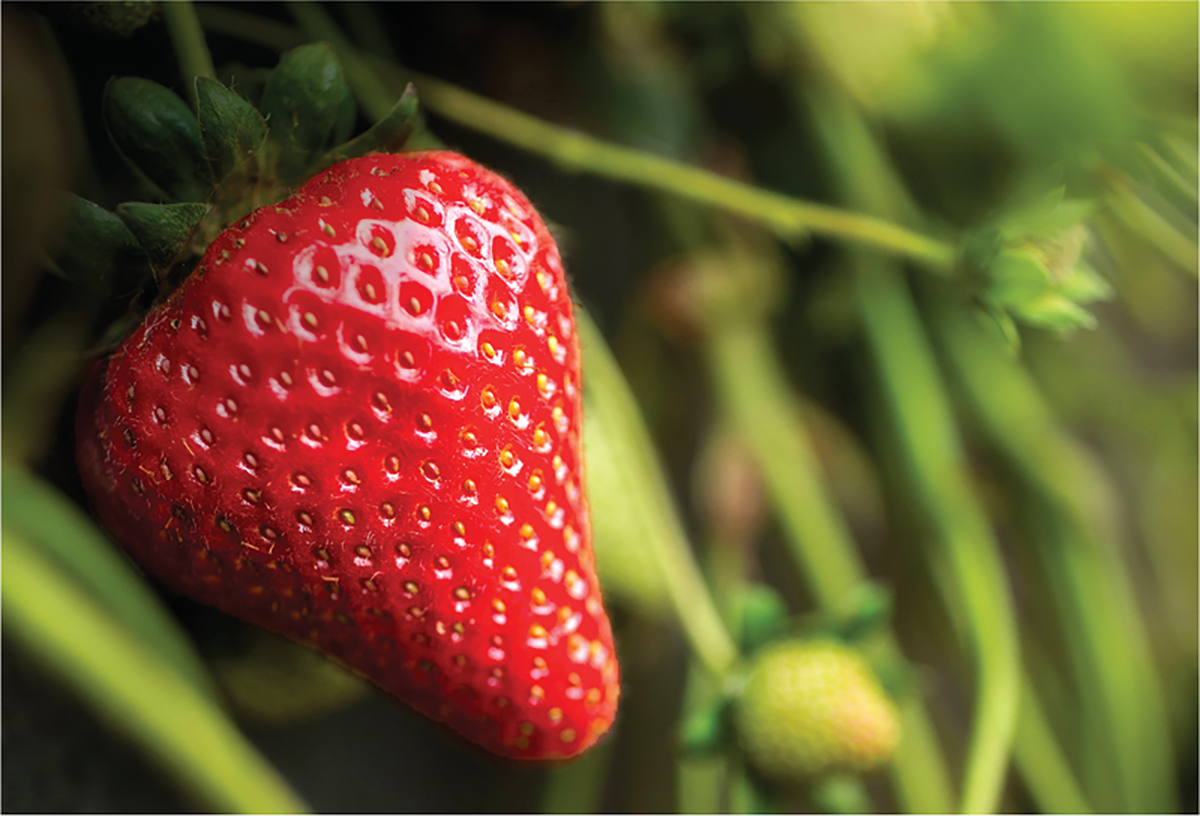 Backdrop image: UCD Moxie is a recent University of California cultivar release that is resistant to Verticillium wilt. Photo by H. Amezcua, College of Agricultural and Environmental Sciences, University of California–Davis.