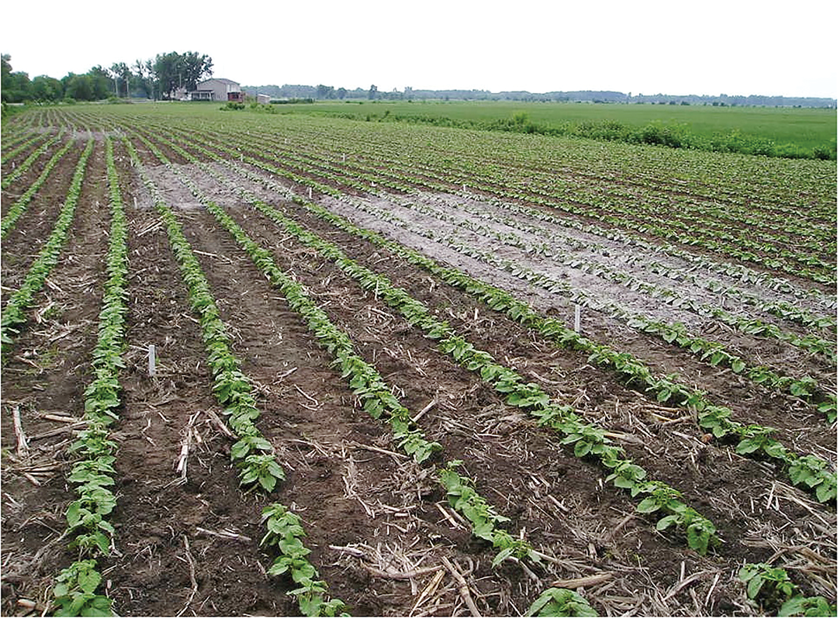 Experimental field in southern Quebec receiving forest liming residues. Photo by B. Gagnon.
