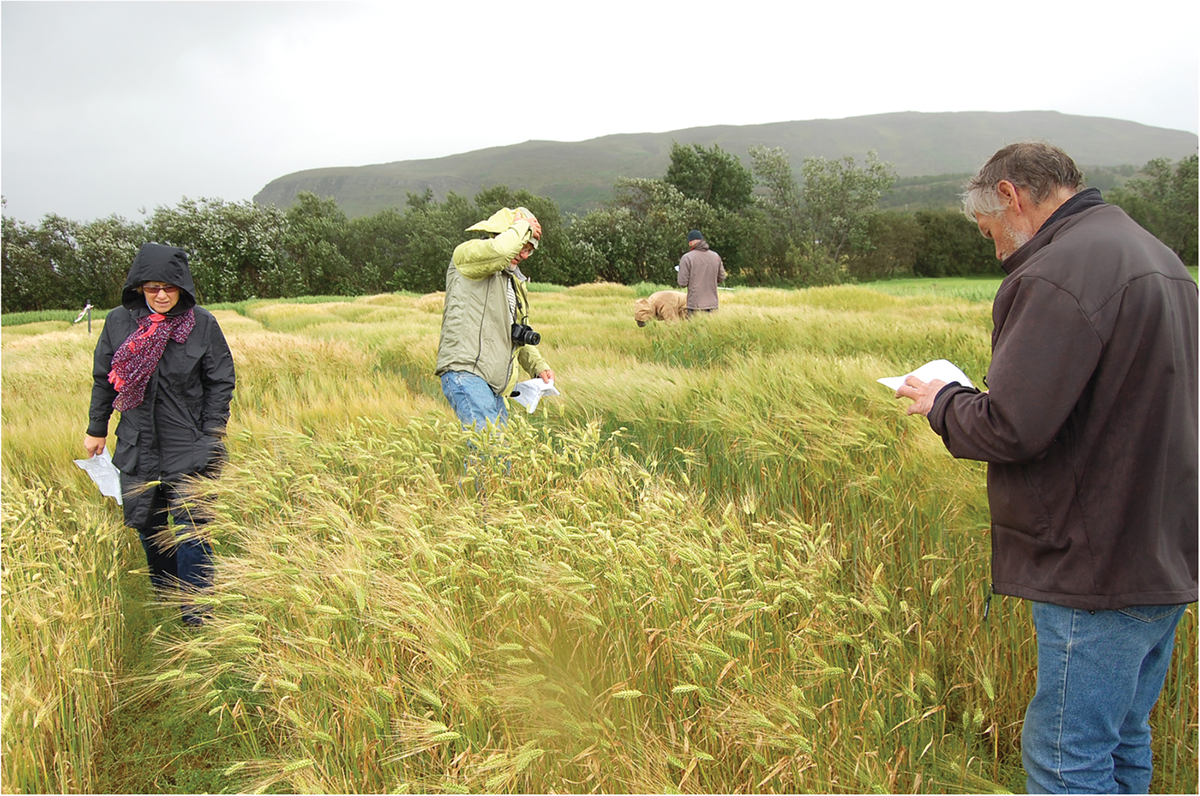 Inspection of trials with cultivars and new breeding lines. The harsh climate in Iceland is at the northernmost range of barley cultivation, and the selection pressure is strong for early maturing cultivars. Photo by Morten Lillemo.