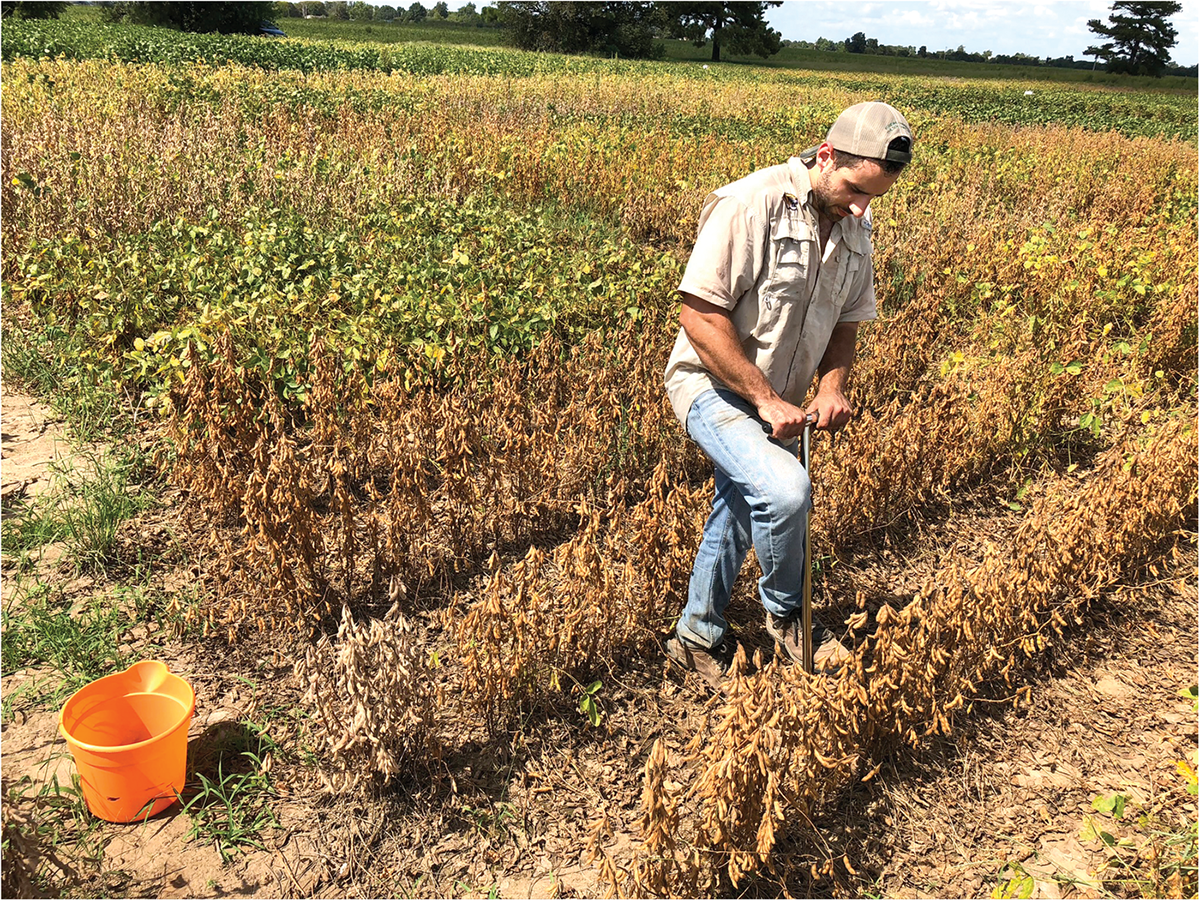 Caio Canella Vieira, Ph.D. student at the University of Missouri, collecting soil samples from a soybean plot in a field with high southern root-knot nematode pressure. A total of eight samples were collected in each plot, totaling near 4,000 samples over two years. Photo by Dongho Lee.
