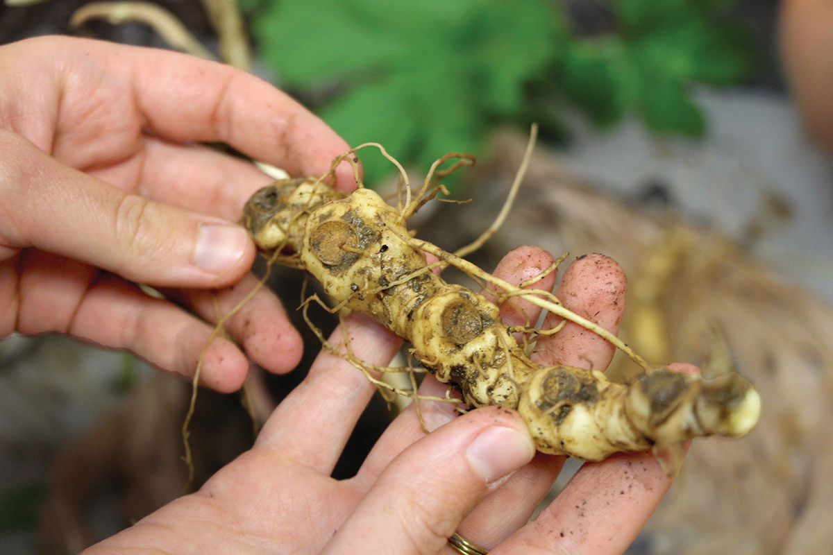 Solomon’s seal, a forest plant whose roots are used medicinally, can contribute to cultural and ecological benefits in urban forest gardens. Photo by Tim Pilcher.