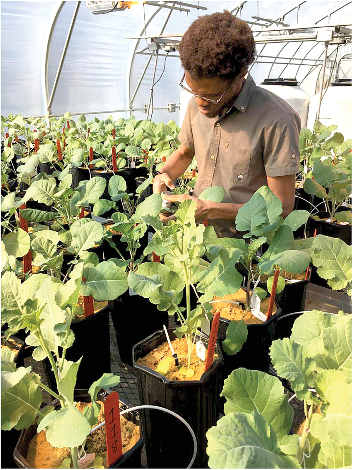USDA-NIFA’s $8.65 million investment in 22 plant-breeding research projects range from exploring CRISPR gene editing on winter wheat to facilitating partnerships to research plant breeding for peppers, sorghum, avocados, and other crops. Photo by Joseph Iboyi.