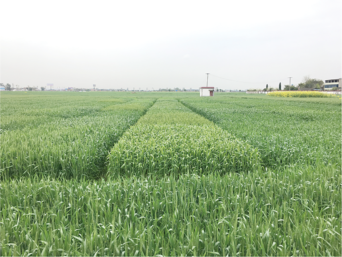 Field performance of eight wheat cultivars at the heading stage. Photo courtesy of Chaosu Li.