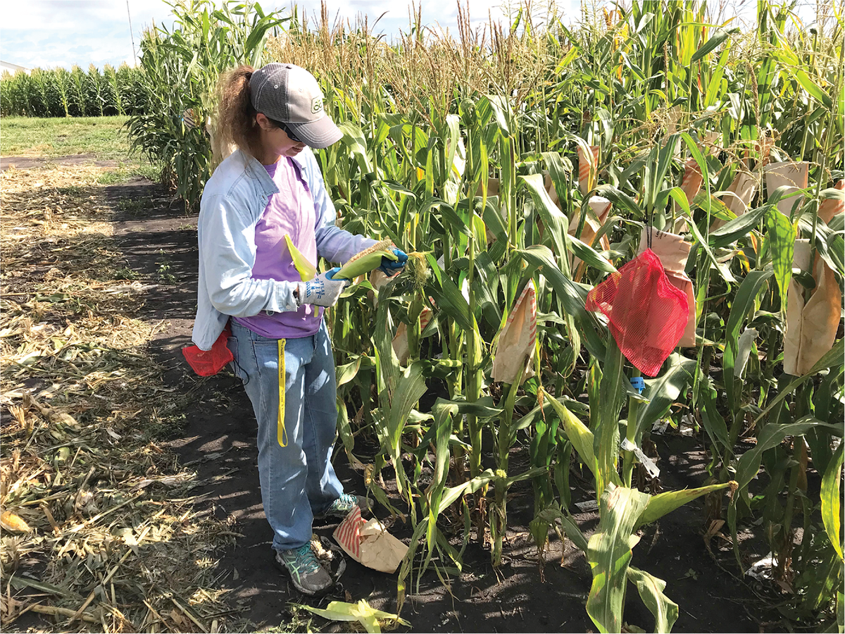 Author Laura Tibbs Cortes harvesting a maize ear for transcriptome sequencing. This transcriptomic data will be analyzed with omic-wide association studies based on genome-wide association study methods. Photo courtesy of Laura Tibbs Cortes.