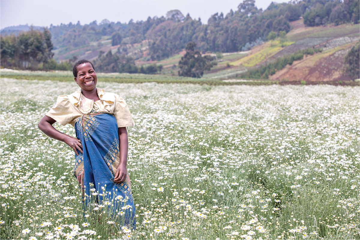 A farmer stands in her blooming pyrethrum field in Tanzania. Photo by Pyrethrum Company of Tanzania.