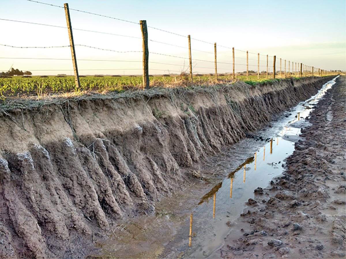Maize field with influencing water table in the central temperate Argentinean region. Photo by Alejo Ruiz.