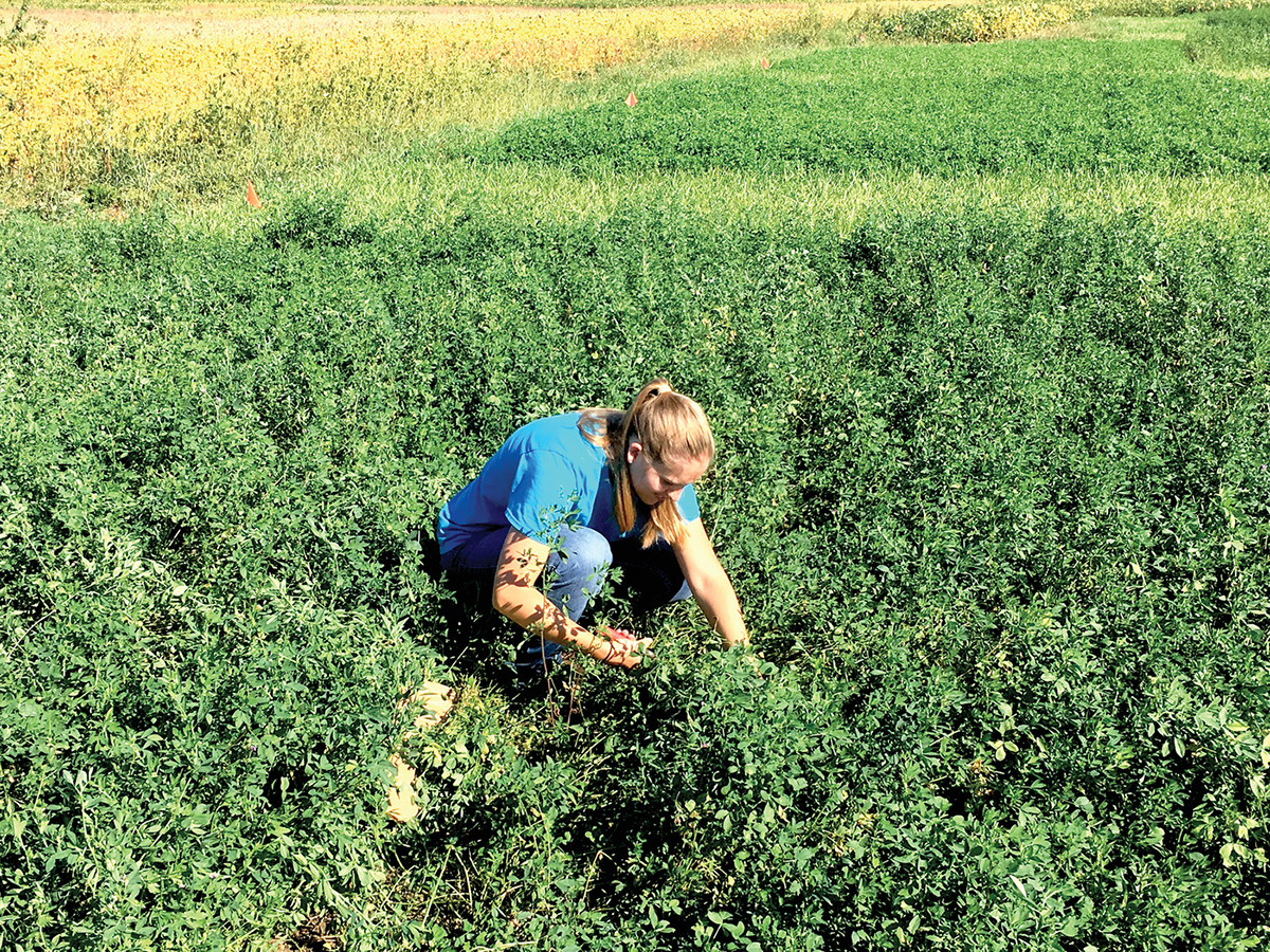 Researchers collected forage samples from alfalfa cultivars with and without the reduced-lignin trait to characterize the changes in forage digestibility as the crop matured during individual growth cycles across two years in six states. Photo by Mark Sulc.