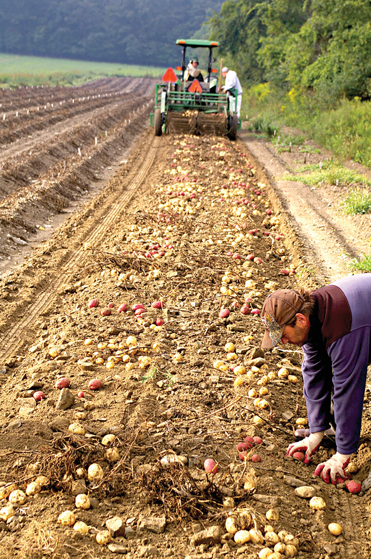 Potato breeders screen tens of thousands of candidate clones each year, looking for the rare individual that may become an outstanding new variety. Here, researchers work in potato-breeding plots in New York, USA. Photo by Walter De Jong.