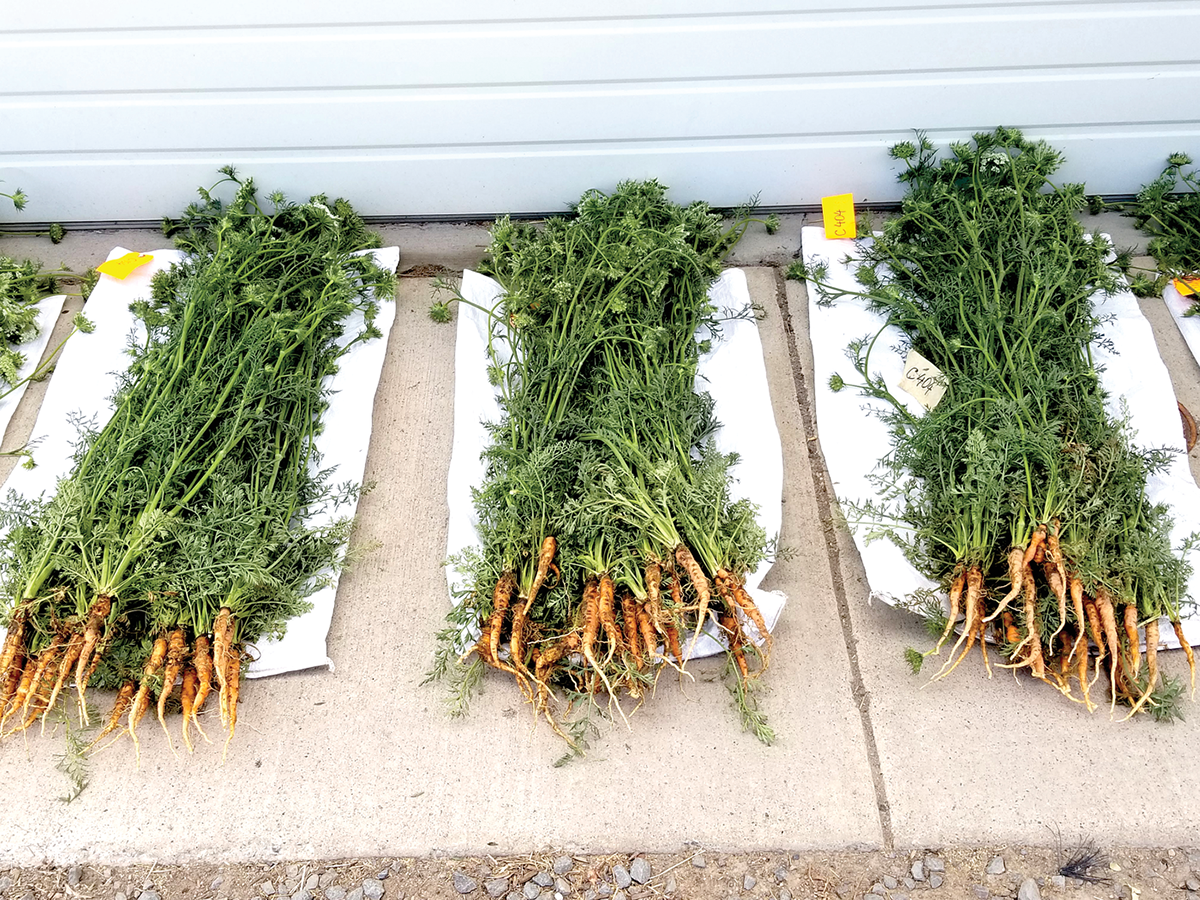 Nantes-type hybrid carrot plants at the flowering stage, collected from growers’ fields in Madras, OR, for biomass and nutrient concentration analyses. Photo by Amber Moore, Oregon State University.