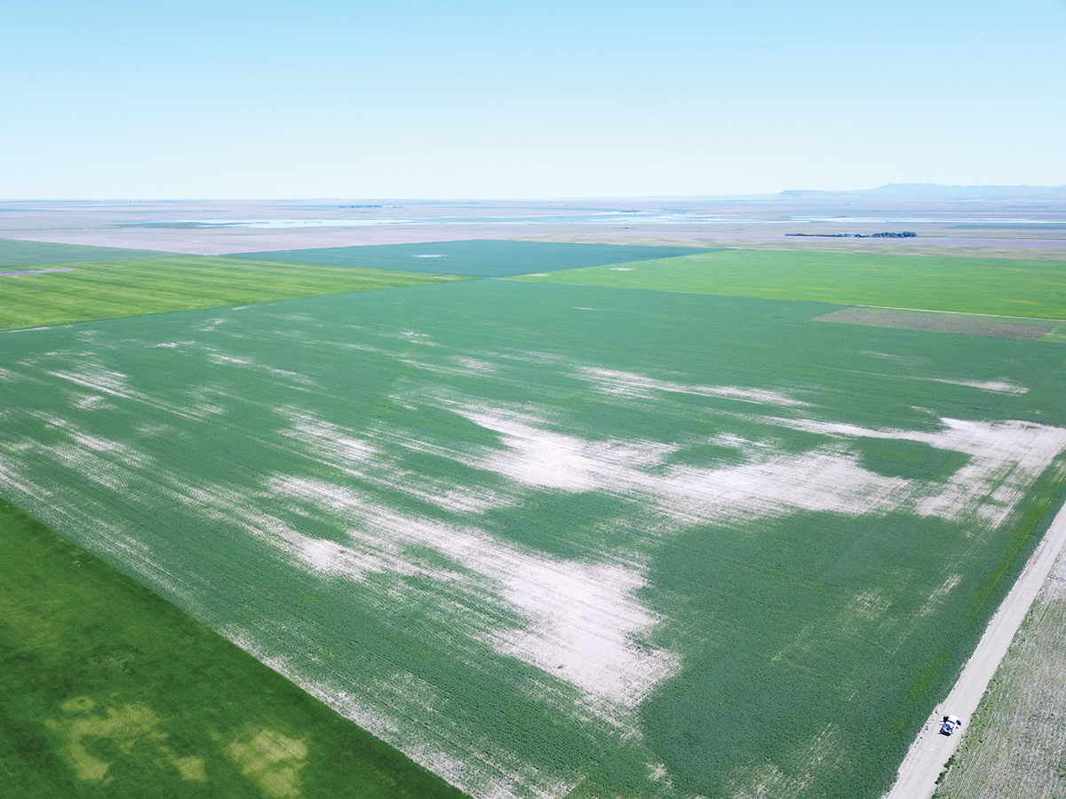 Drone image of a central Montana field of safflower exhibiting symptoms of aluminum toxicity from low-pH surface soils. Photo by Dr. Scott Powell.