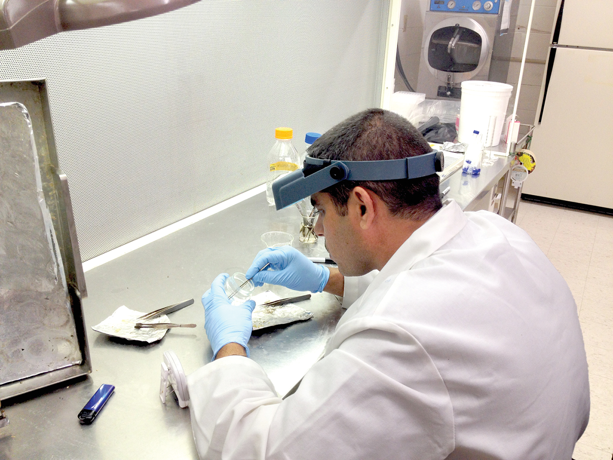 Lead author Dr. Abdullah Mohammed placing rescued five-day-old barley embryos onto tissue culture media to allow them to mature into seedlings. Photo by Omar Nazhan Ali.
