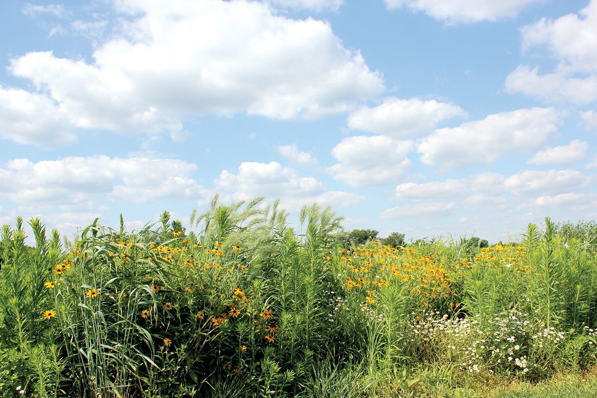 Here, the most diverse perennial polyculture treatment at the Kellogg Biological Station in southwest Michigan showcases the beauty of a restored prairie. Photo by Julie Doll.