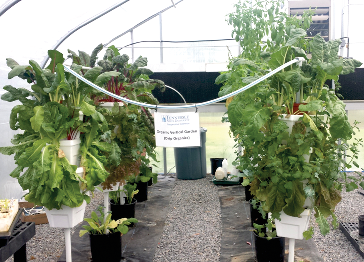 Tennessee State University vertical vegetable garden in a high tunnel. Photo by Dilip Nandwani.