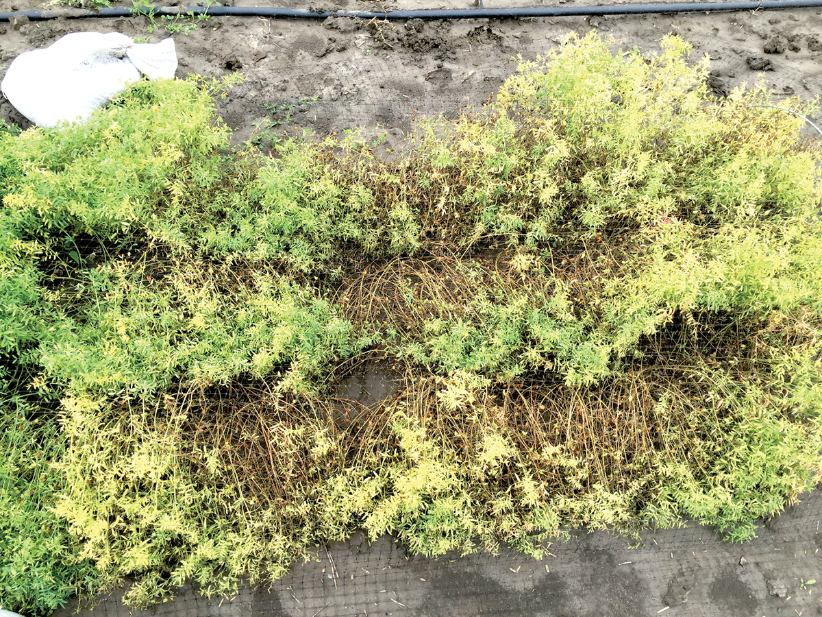 Experimental plots infected with Stemphylium disease. Photo courtesy of Maya Subedi and Navid Bazgaleh.