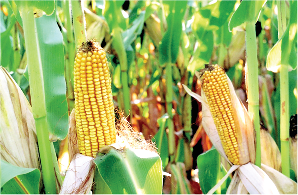 New research in Crop Science highlights the importance of the photothermal environment during grain filling in maize. Source: Flickr/Don Graham.