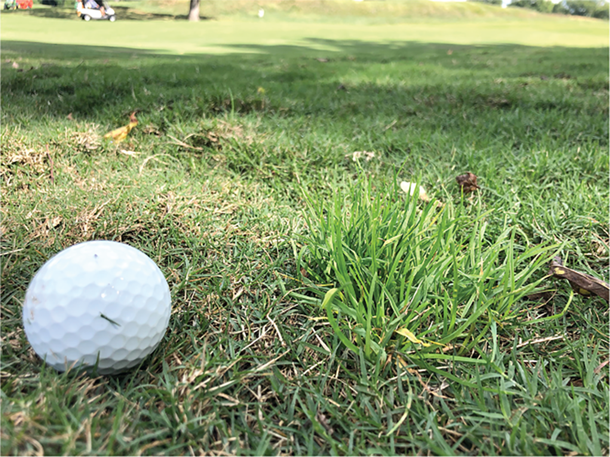 An upright-growing P. annua plant persisting perennially. Photo by Jim Brosnan.