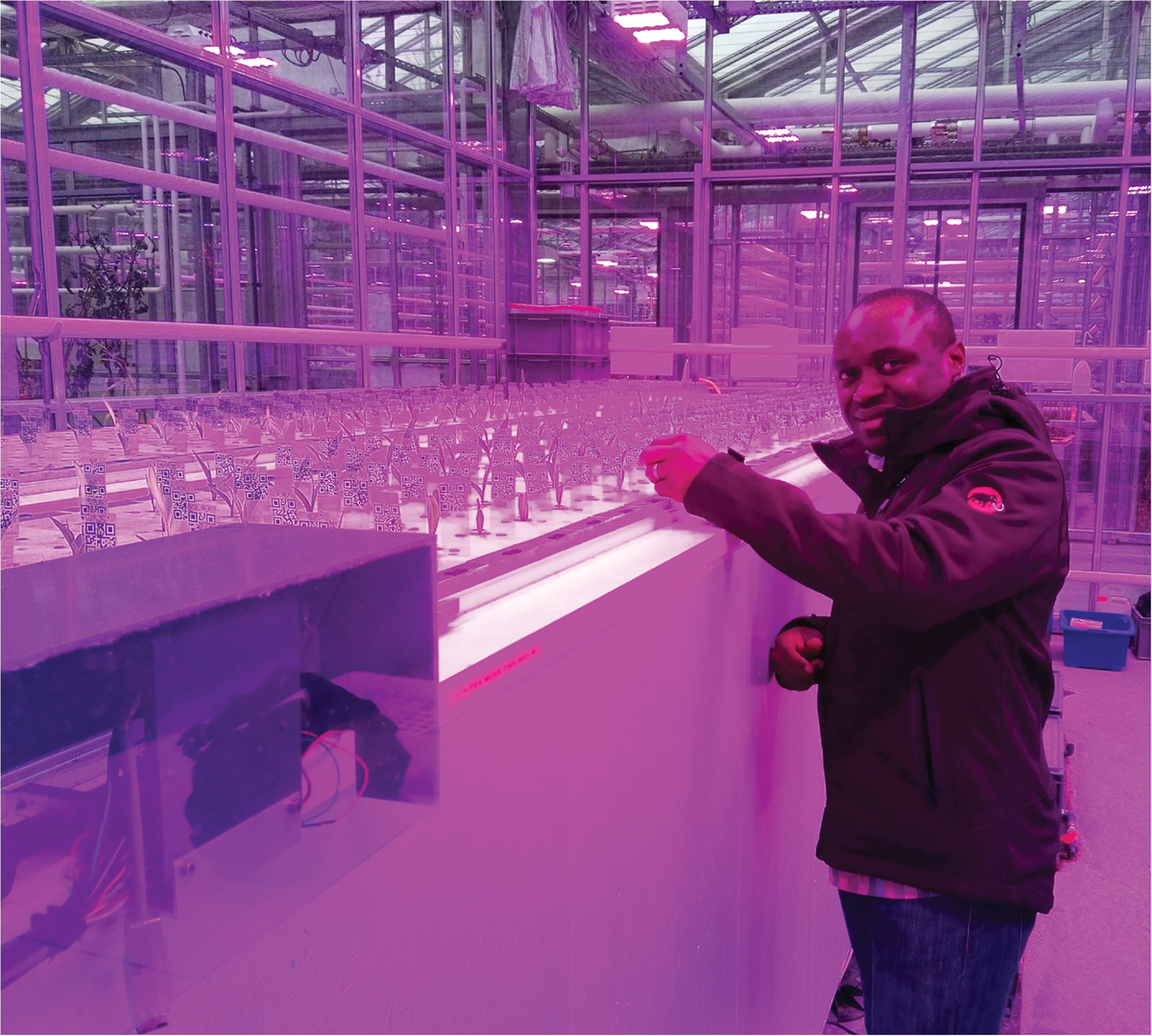 Lead author Solomon Ehosioke inspecting plants in the aeroponics growth chamber. Photo by Maxime Phalempin.
