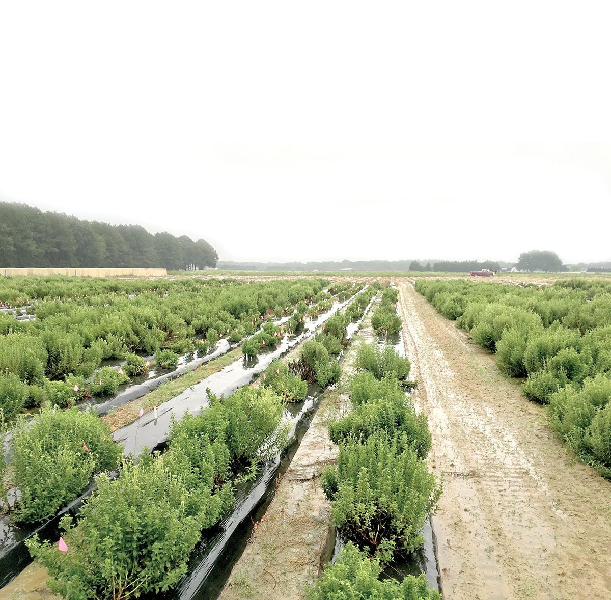 Backdrop image: A variety of stevia plants intercrossing in a North Carolina State University test field. Photo by Todd Wehner.