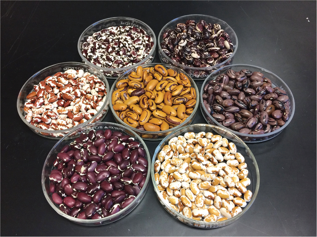 The stunning variety in color and patterns is on show in seven breeding lines trialed by the UC-Davis team, five of which were recently released as publicly available varieties. Clockwise from top left: UC Southwest Red, Good Daughter Stallard, UC Rio Zape, UC Southwest Gold, UC Four Corners Red, and UC Sunrise. UC Tiger’s Eye is in the middle. Photo by Travis Parker.