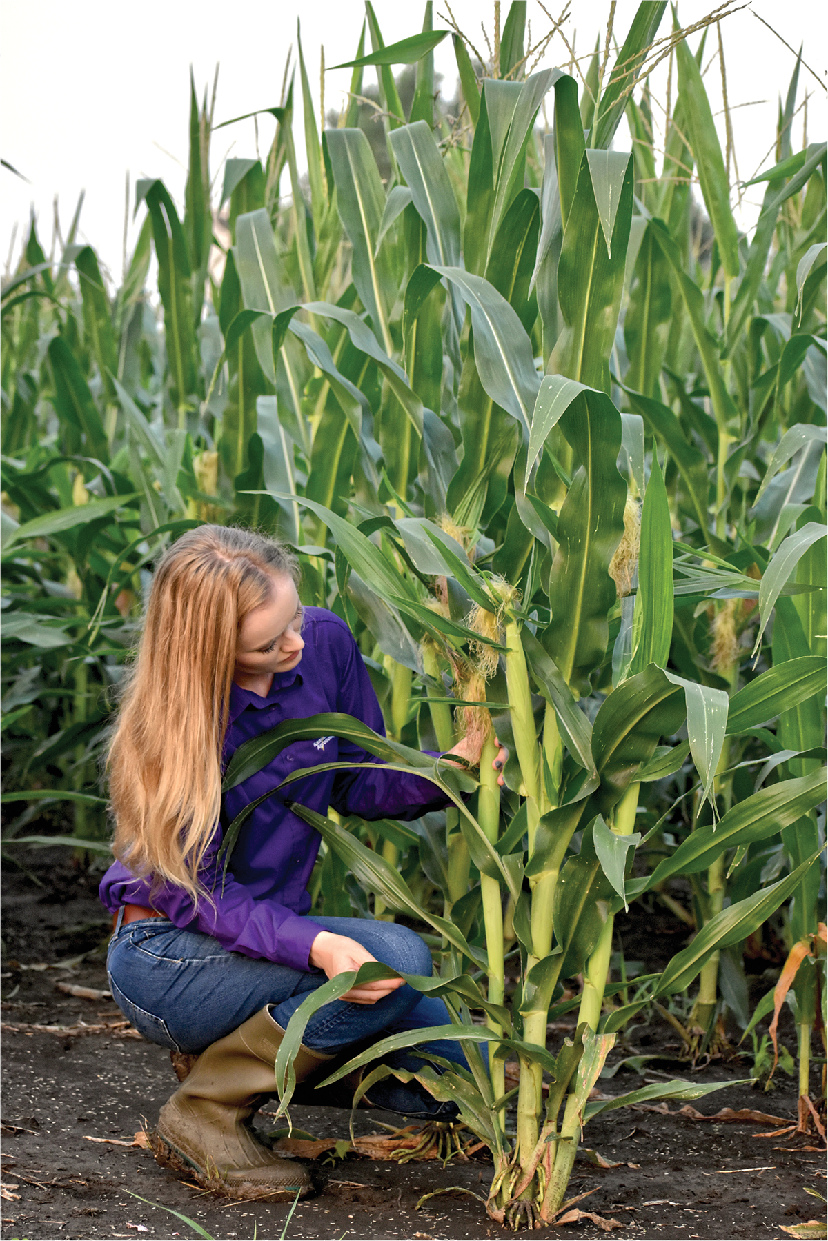 Rachel Veenstra, a Ph.D. student at Kansas State University, assesses tiller growth and ear development for a corn plant in the project’s lowest density (25,000 plants ha–1). Photo by Jessica Veenstra.