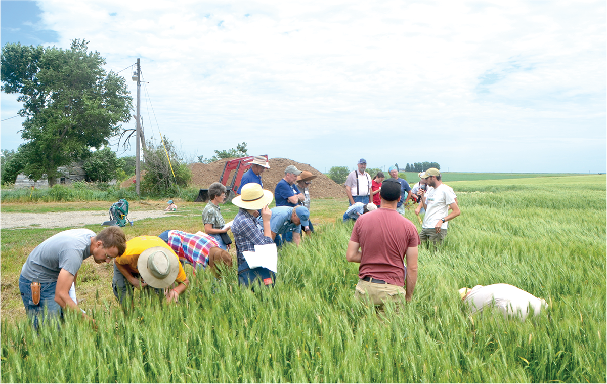 Iowa farmers at a field day for small grains in extended rotations. Photo courtesy of Practical Farmers of Iowa.