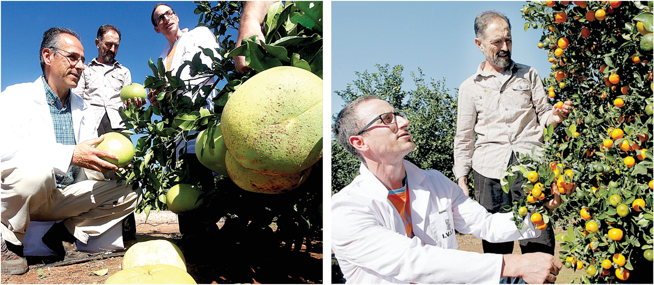 Researchers scrutinizing fruits of pummelo (left) and mandarin (right), two extant species derived from parental, ancestral wild species that through successive hybridization and introgression gave rise to all palatable current citrus. Photos by Ángel García.